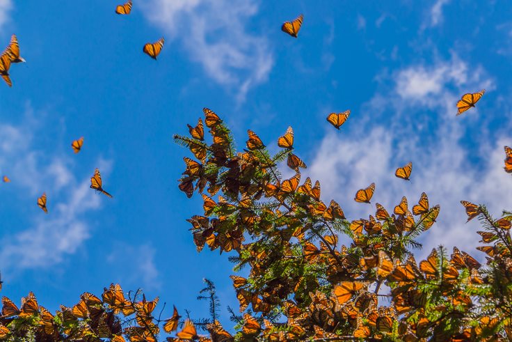 Monarch Butterfly Migration