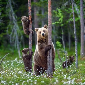 Montana Grizzly Bears