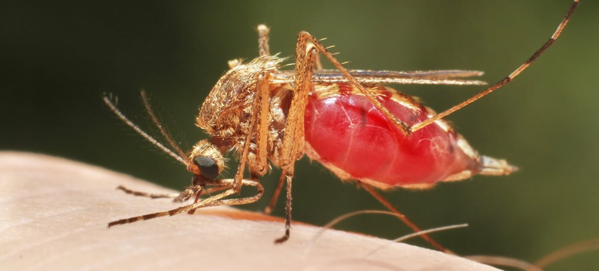 34 Crazy But True Mosquito Facts | FactRetriever.com