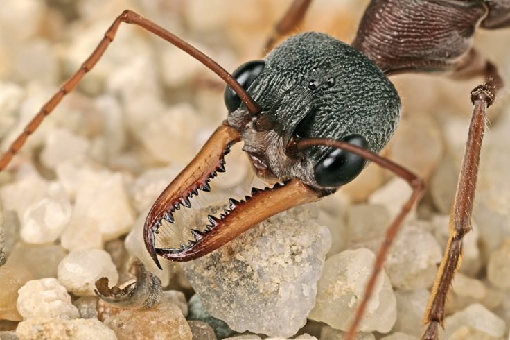 Bulldog Ant Fact