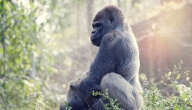 Smartest animals globally