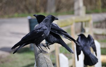 Group of Crows Fact
