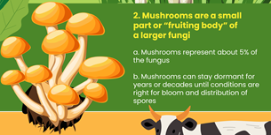 Mushroom infographic Facts
