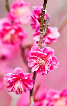 Plum Blossom Facts