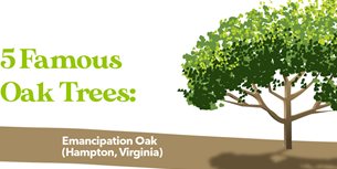 Oak Tree Infographic Thumbnail