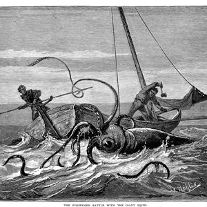 Sea Giant Squid