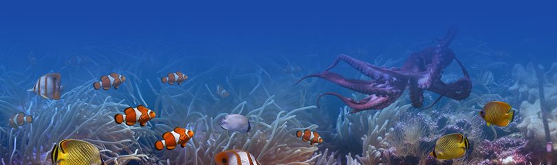 Are octopuses intelligent