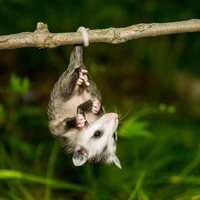 Opossum Baby Fact