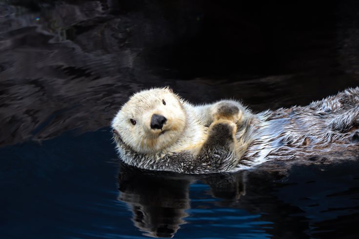 Sea Otter Fact