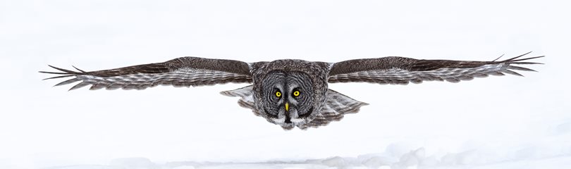 Great gray owl strix nebulosa flying