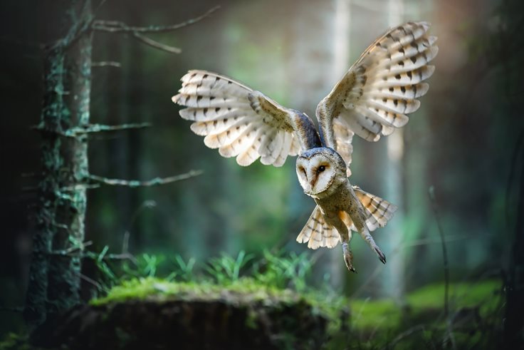 Owl wing feathers designed for silent flight