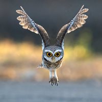 Spotted Owlet Flying