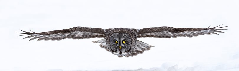 Owl wingspan