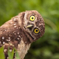 Funny burrowing owl