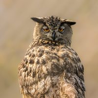 Eurasian Eagle Owl Turning its head