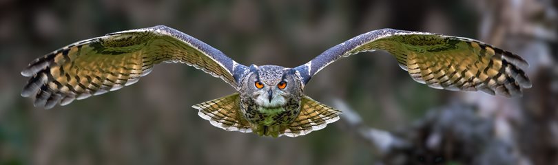 owl gliding with wings fully extended