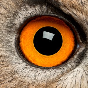 Close-up of a yellow owl eye