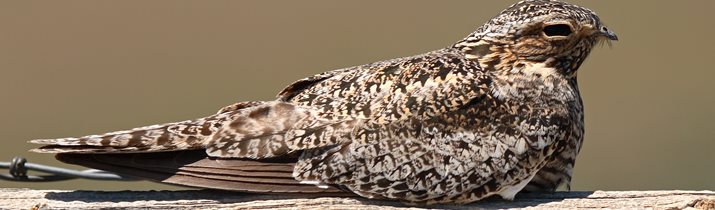 Owls are not related to hawks or eagles