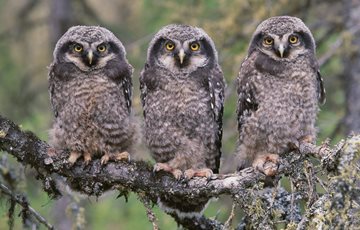 Owl associated with Athena in Greek mythology