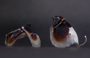 do octopuses have a mouth