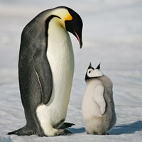 Penguins Facts