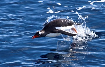 Penguin Swimming Facts