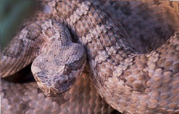 Grand Canyon Animals