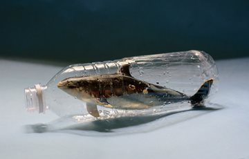 Sea Life Plastic