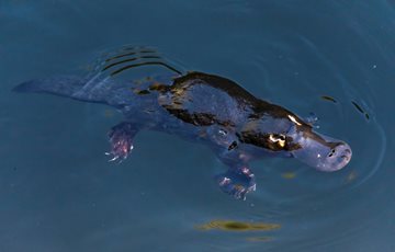 Swimming Platypus