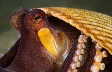 Do octopus use tools