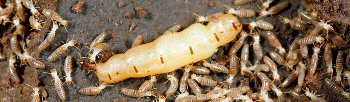 Interesting Ant Facts