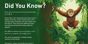 Amazing Ape Infographic