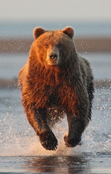 11 cool facts about bears