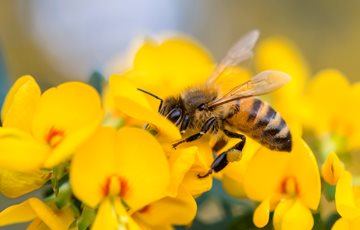 Interesting Bee Fact