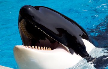 Interesting Dolphin Facts