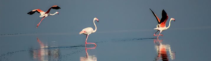 Flamingo Fun Facts