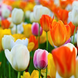 Interesting Turkish Tulip Fact