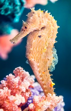 Interesting Seahorse Fact