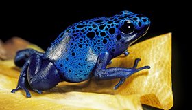 Amazing Frog Facts
