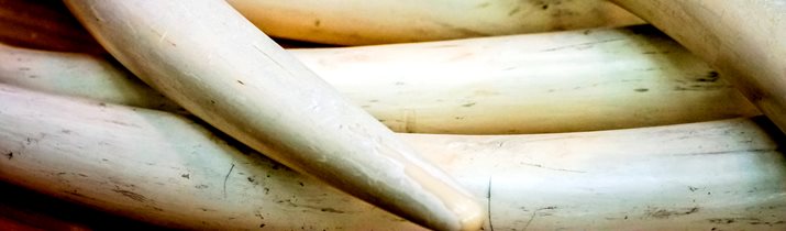 Interesting Tusk Fact