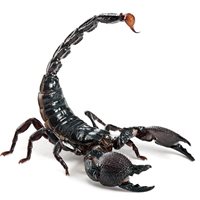 Interesting Scorpion Fact