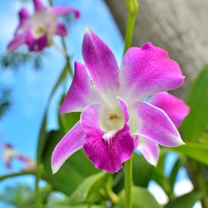 Random Thailand Fact