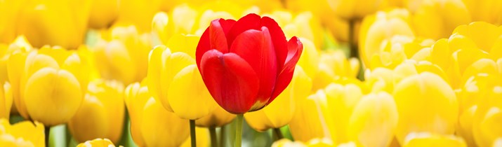 Redhead Interesting Fact