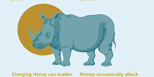 Rhinos Infographic Thumbnail