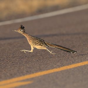 New Mexico Roadrunner