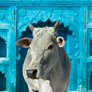 Scared cows walking through busy street in India