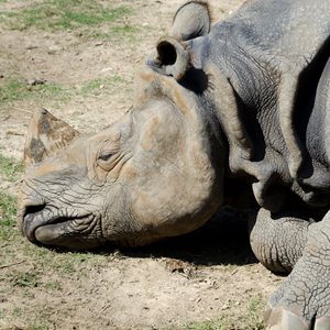 Interesting Poaching Fact