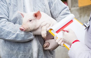 Interesting Swine Flu Fact