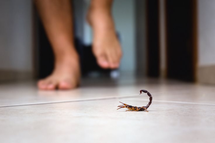 Crazy Scorpion Facts