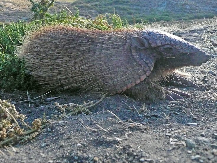 screaming hair armadillo sitting in the dirt